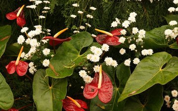цветы, листья, капли, букет, хризантемы, антуриум