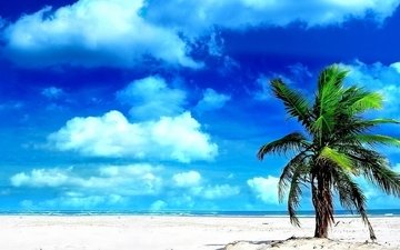 небо, облака, песок, пляж, голубой, пальма