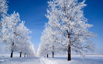 небо, дорога, деревья, снег, зима, иней