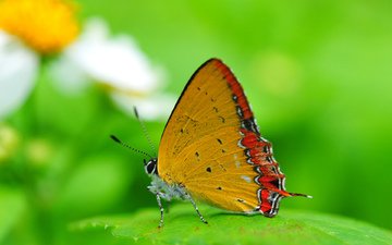 природа, насекомое, бабочка, крылья, лист