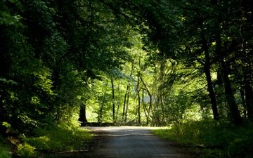 дорога, деревья, зелень, лес, лето, best wallpapers