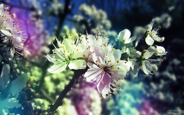 дерево, цветение, ветки, весна, градиент