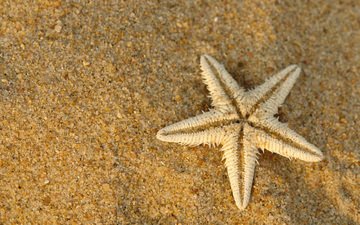 макро, песок, сухая, морская звезда, подводный мир
