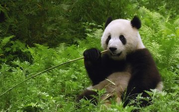 панда, бамбуковый медведь, большая панда