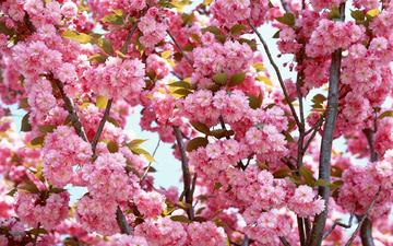 природа, цветение, ветки, весна, сакура