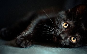кот, усы, лапы, кошка, взгляд, черный, животное