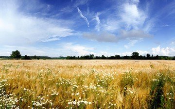 небо, цветы, облака, поле, пшеница, ромашки