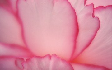 цветок, лепестки, розовые, крупным планом