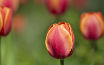 весна, тюльпан