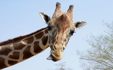 морда, взгляд, язык, жираф, рожки, шея