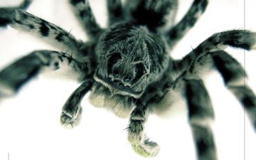 паук, большой, страшный