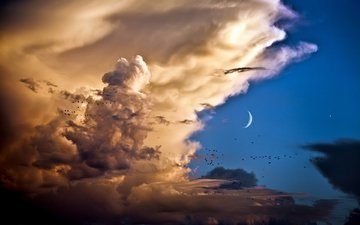 небо, облака, птицы, месяц