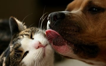 кот, кошка, собака, язык, пес, друзья