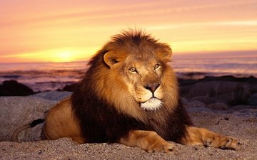 животные, лев, царь зверей