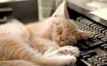 кот, кошка, котенок, спит, клавиатура, рыжий