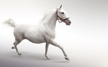 лошадь, конь, белая, скачет, бежит