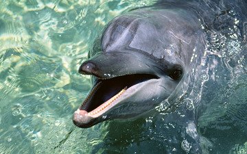 вода, обои, дельфин