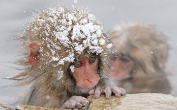вода, снег, зима, холод, обезьяна