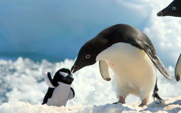 снег, игрушка, пингвин