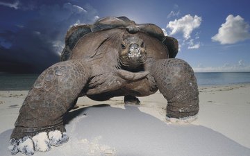 небо, песок, пляж, черепаха, панцирь, галапагосская, гигантская черепаха