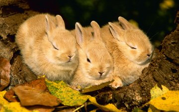 животные, листва, осень, кролик, кролики