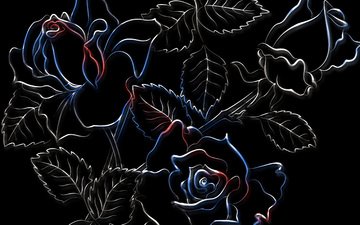 рисунок, розы, черный фон