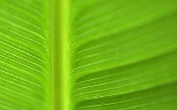 текстура, цвет, лист, прожилки, зеленый лист