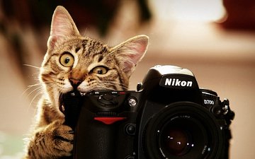 усы, кошка, взгляд, фотограф, как