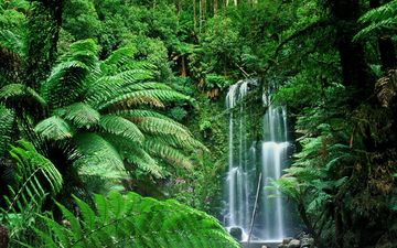 деревья, зелень, лес, водопад, австралия, бошамп-фолс, штат виктория