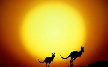 солнце, силуэты, австралия, кенгуру