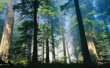 деревья, природа, лес, утро, туман, стволы