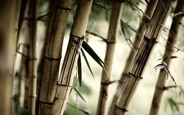 природа, листья, бамбук, размытость, стебли, крупным планом