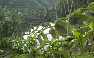 пейзаж, пальмы, индонезия, бали, рисовые террасы