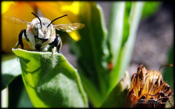 насекомое, растение, пчела, зеленые листья