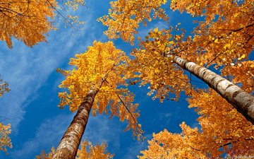 небо, деревья, березы, осень, желтые листья, крона, вид снизу