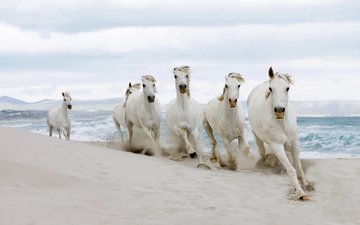 песок, пляж, лошади, бег, белые лошади