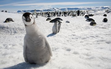 снег, природа, зима, животные, лёд, птицы, пингвин, дикая природа, пингвины, арктический, детеныши животных