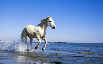 лошадь, вода, берег, море, конь