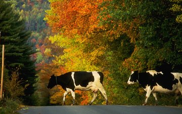 дорога, деревья, осень, коровы, домашний скот