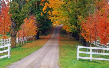 дорога, природа, лес, осень, забор