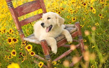 цветы, природа, поле, собака, стул, щенок, золотистый ретривер