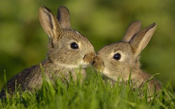 трава, любовь, семья, кролики, зайцы