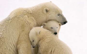 животные, полярный медведь, семья, медведи, белый медведь, медвежонок, медвежата