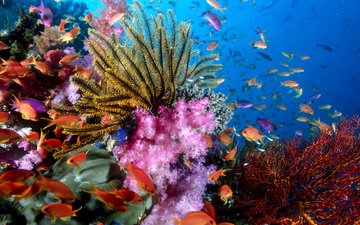 море, рыбки, кораллы, подводный мир, тропические рыбы