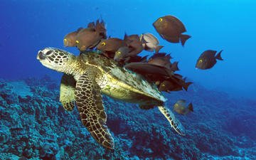черепаха, рыбы, подводный мир