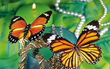 насекомое, бабочка, крылья, монарх