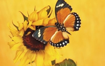 насекомое, бабочка, крылья, подсолнух, монарх