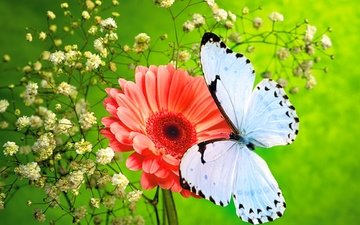 цветы, насекомое, бабочка, крылья, гербера, гипсофила