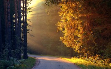 дорога, деревья, лес, осень, солнечные лучи