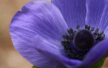 цветок, фиолетовый, крупным планом, ветреница, анемон